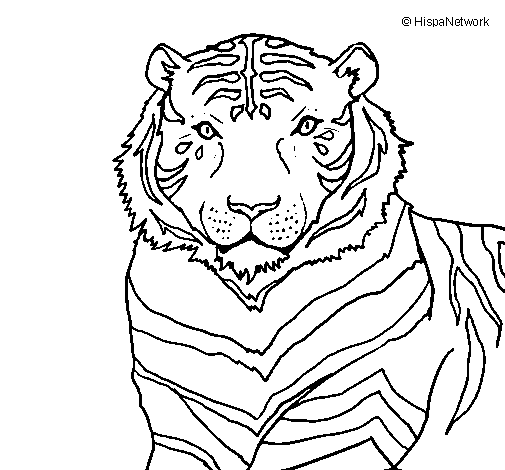 Tigre #9569