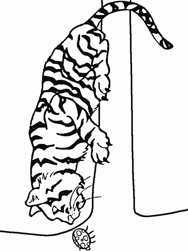 Tigre #9572