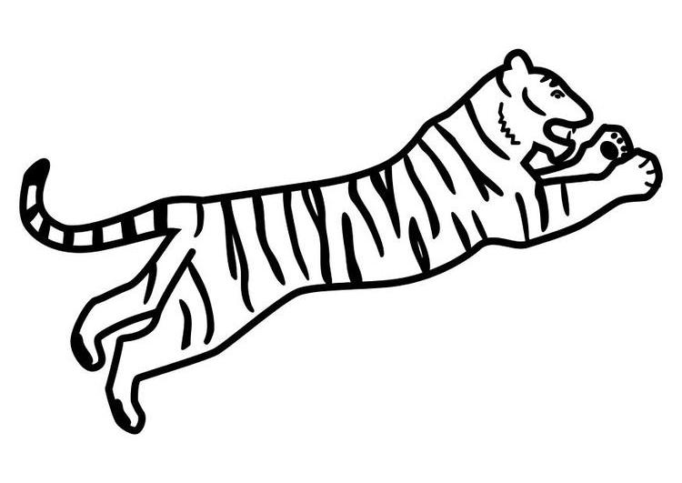 Tigre #9573