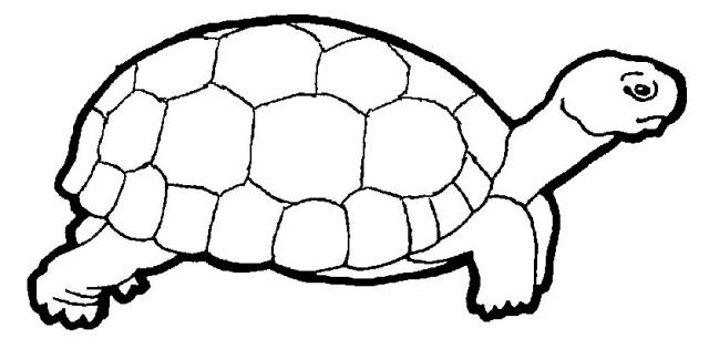 Tortuga #9600