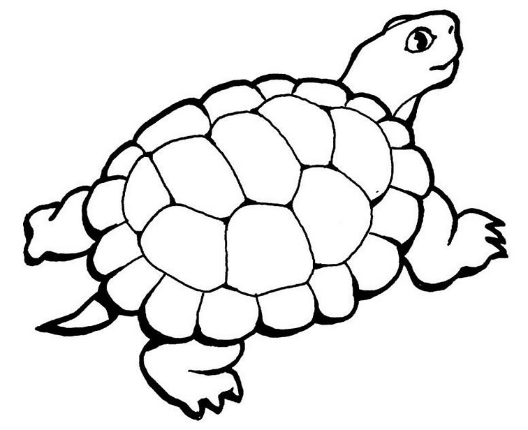 Tortuga #9603