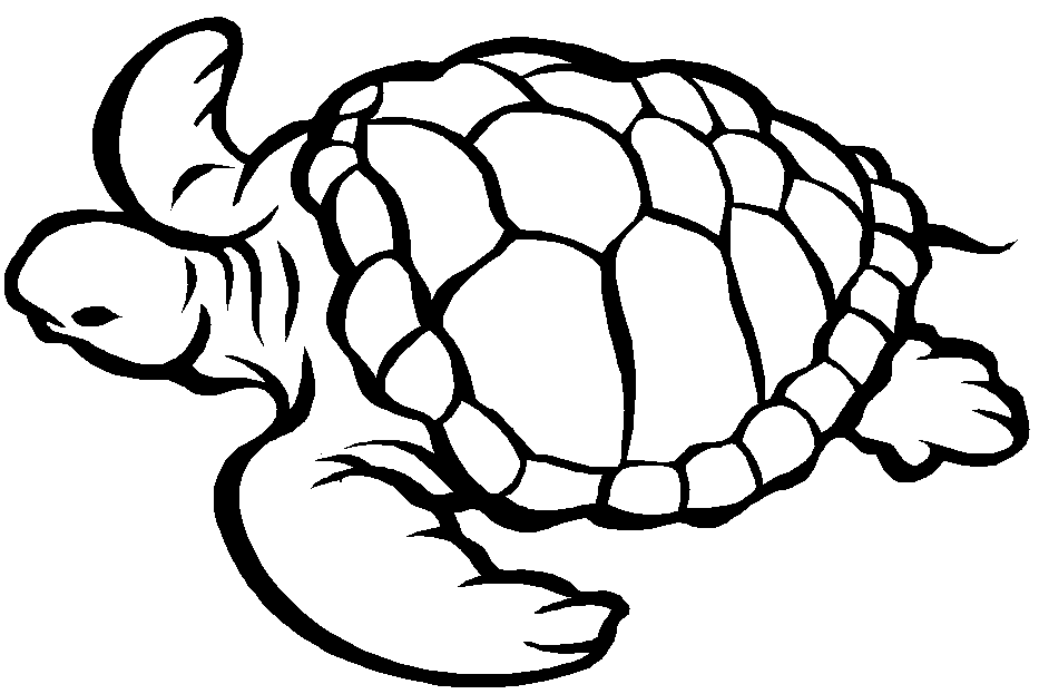 Tortuga #9605