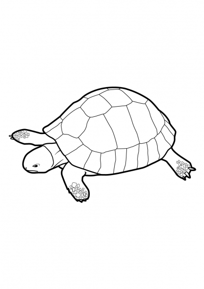 Tortuga #9607