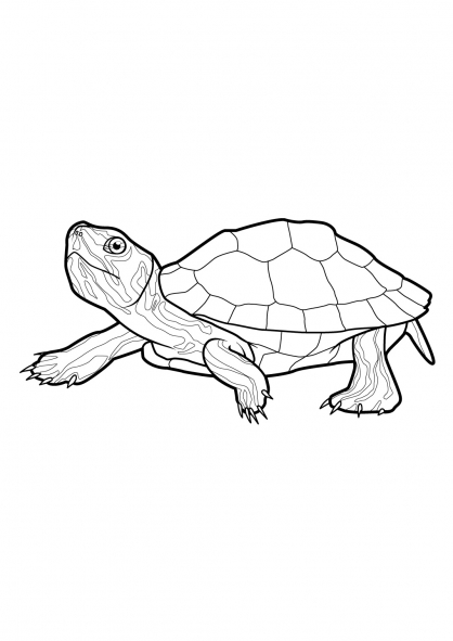 Tortuga #9609