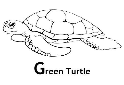 Tortuga #9611