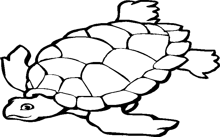 Tortuga #9613
