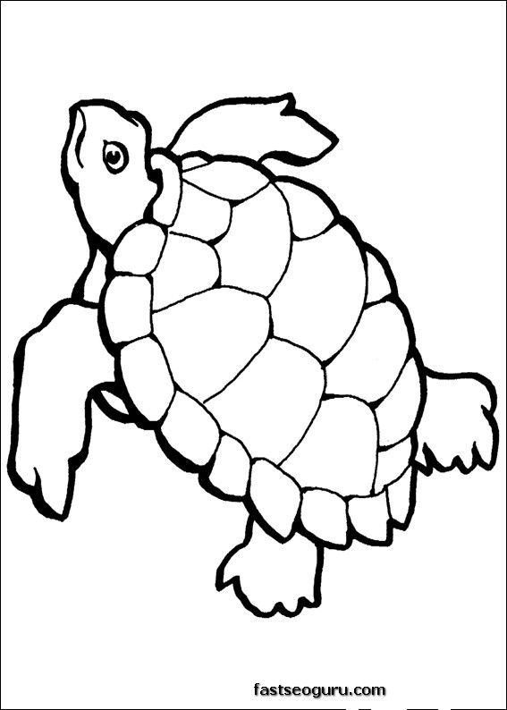Tortuga #9625