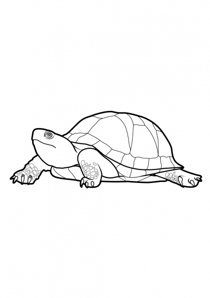Tortuga #9626