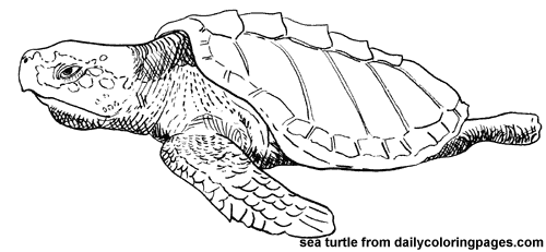 Tortuga #9629