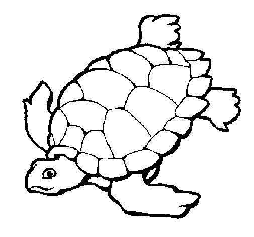 Tortuga #9630