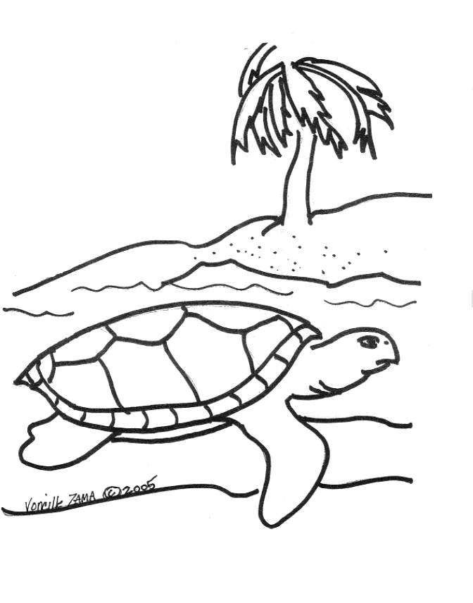 Tortuga #9631