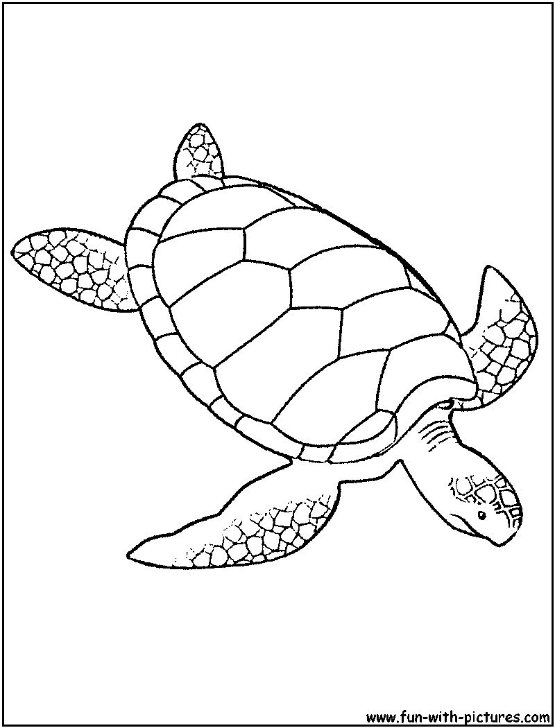 Tortuga #9632