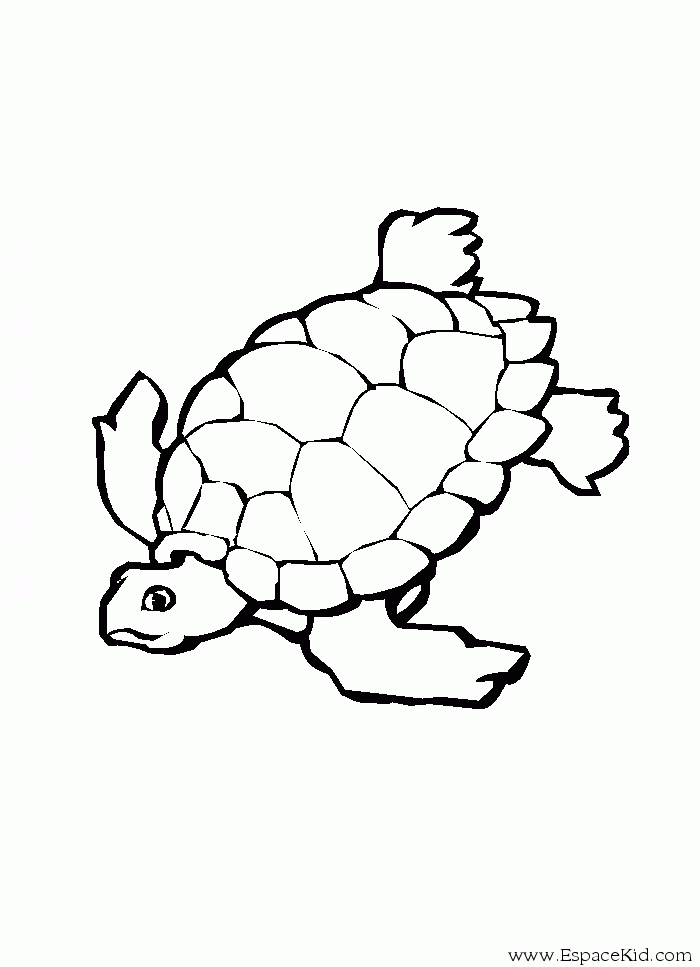 Tortuga #9633