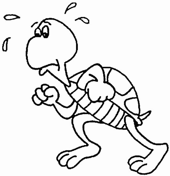Tortuga #9638