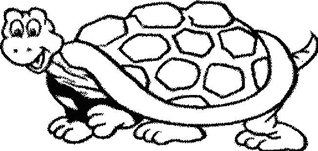 Tortuga #9645