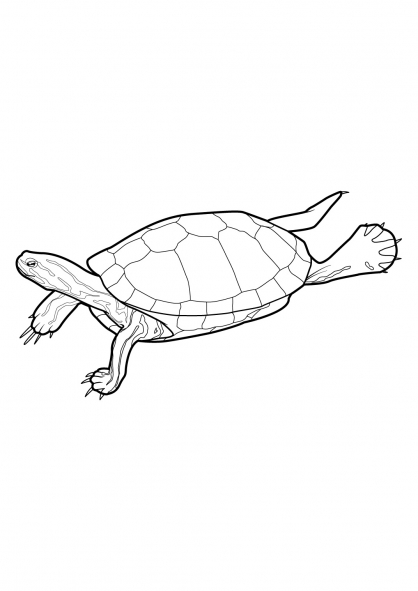 Tortuga #9646