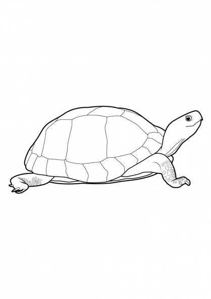 Tortuga #9649