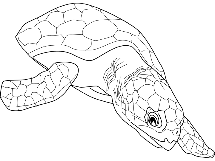 Tortuga #9651