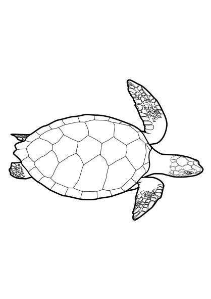 Tortuga #9655