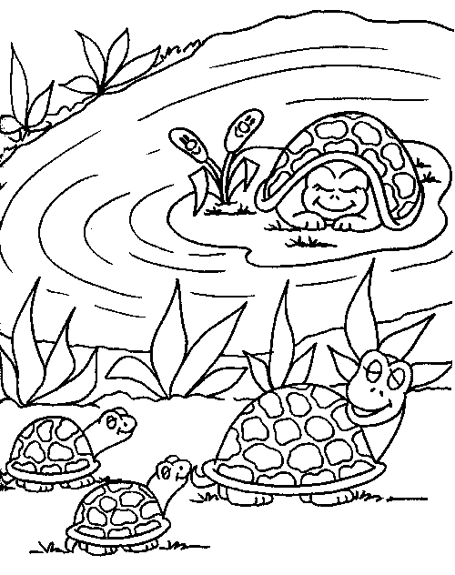 Tortuga #9657