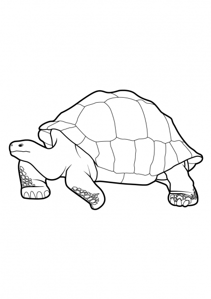 Tortuga #9660