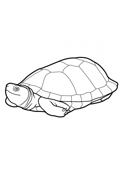 Tortuga #9668