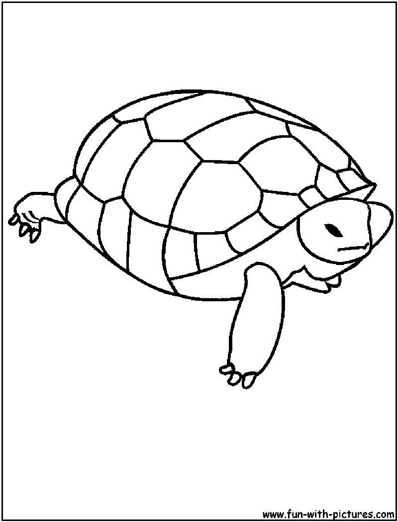 Tortuga #9675