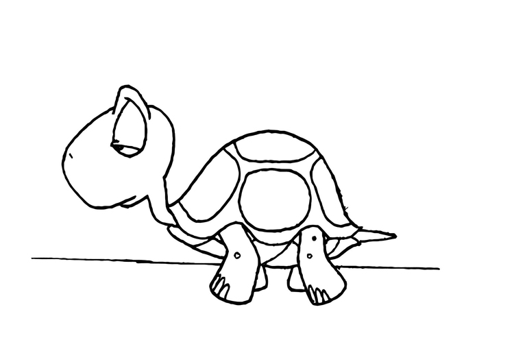 Tortuga #9676