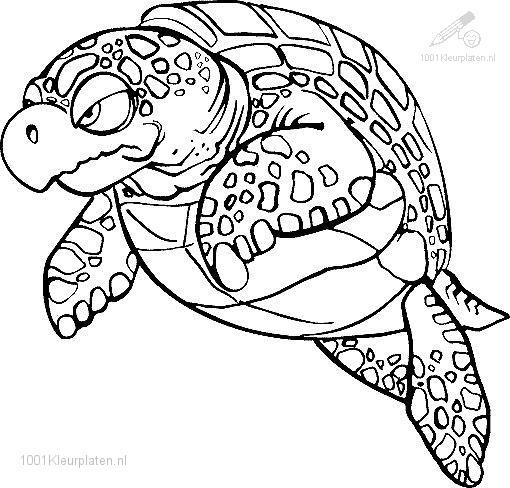 Tortuga #9681