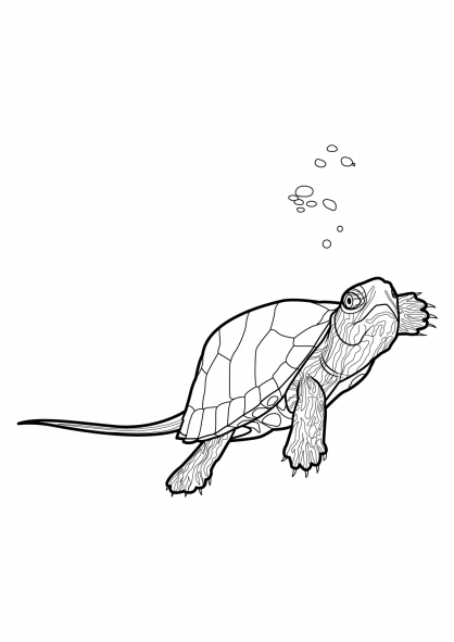 Tortuga #9682