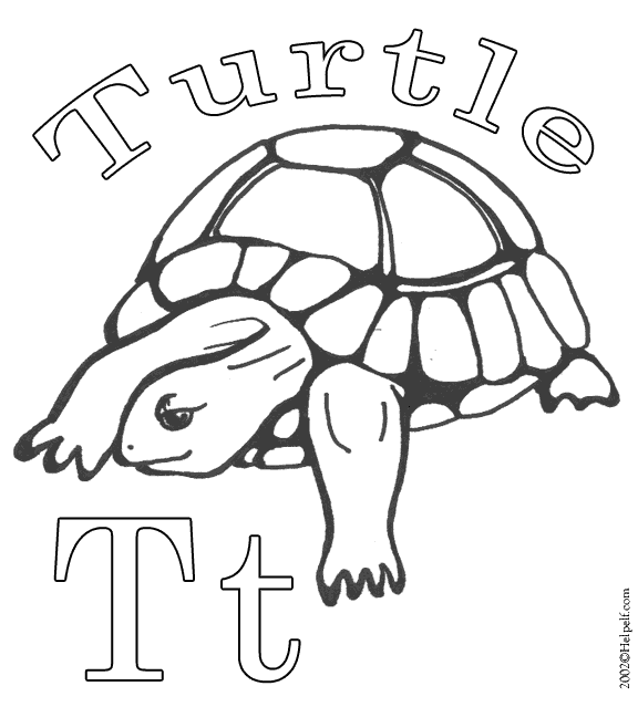 Tortuga #9685