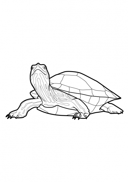 Tortuga #9691
