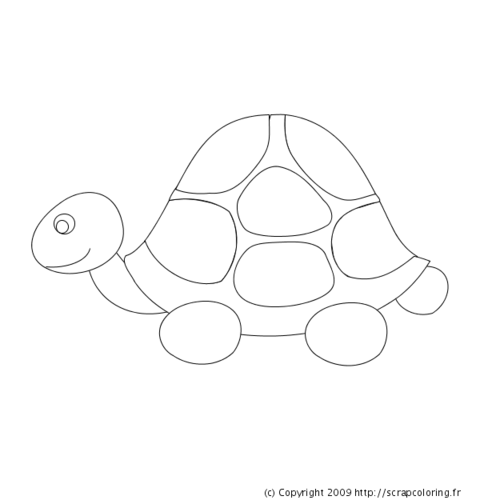 Tortuga #9693