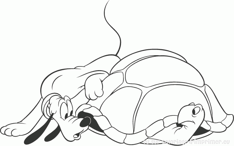Tortuga #9694