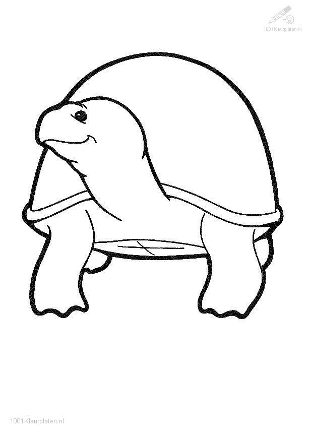 Tortuga #9695