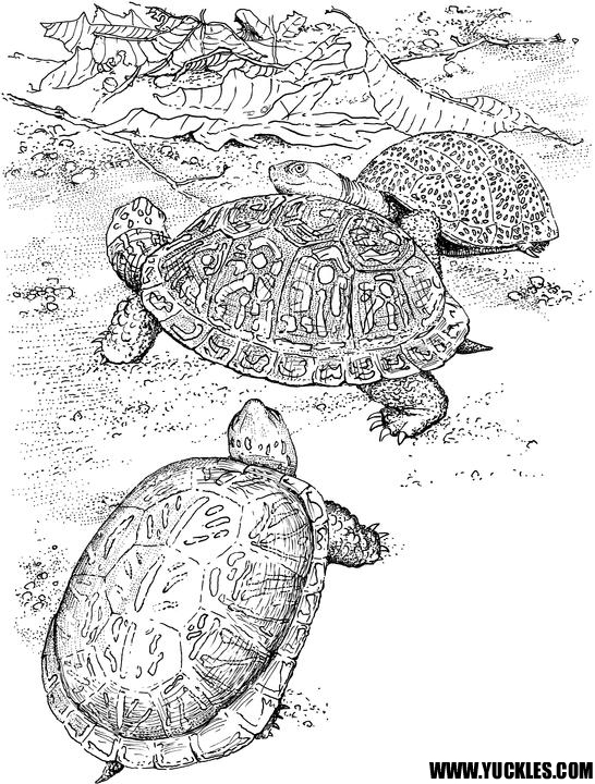 Tortuga #9698