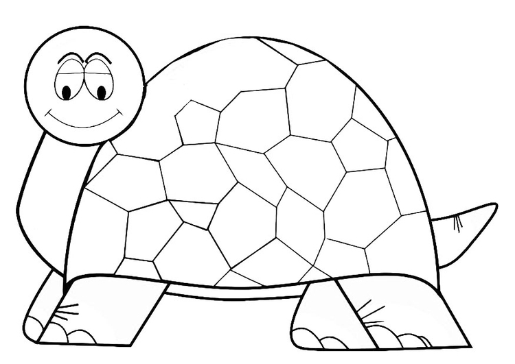 Tortuga #9699