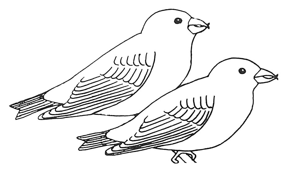 Golondrina #9706