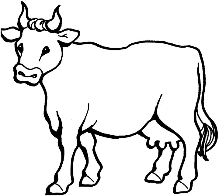 Vaca #9715