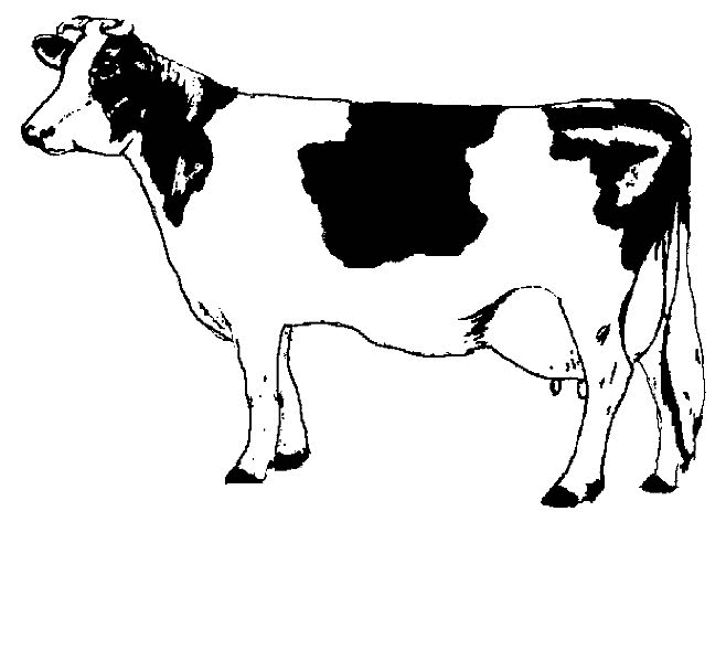 Vaca #9720