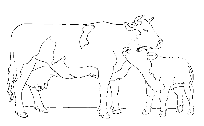 Vaca #9727