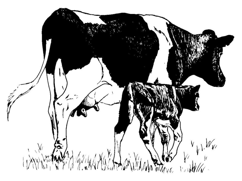 Vaca #9730