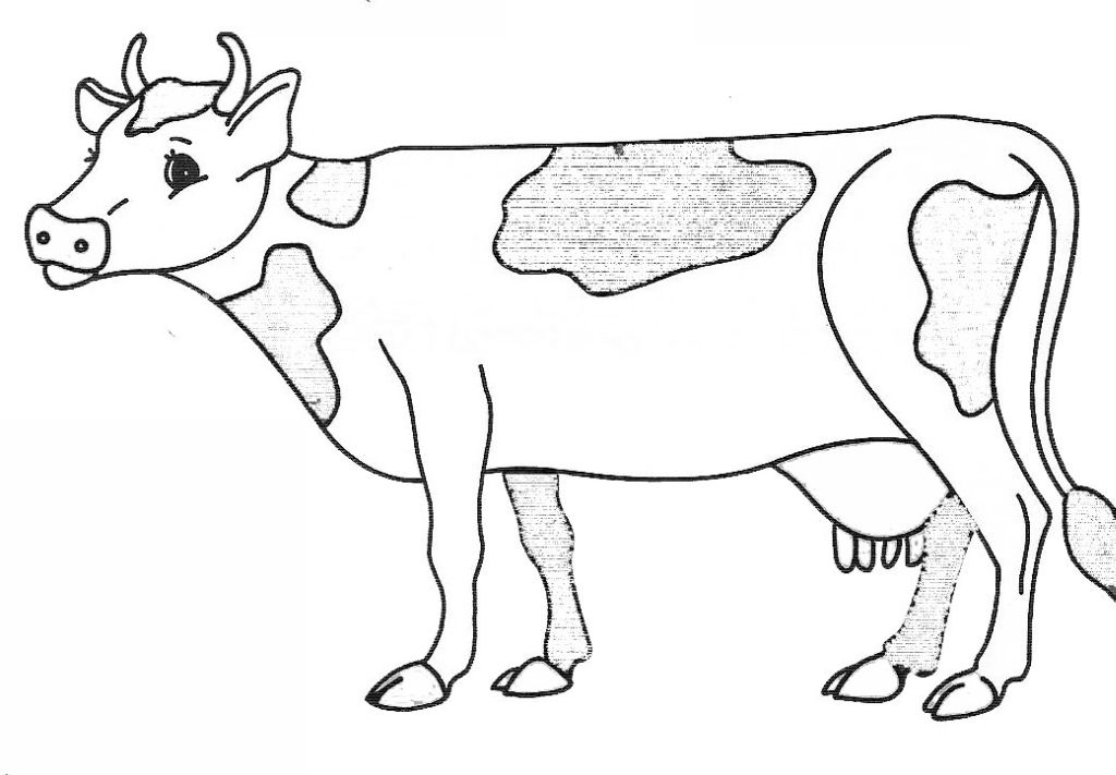 Vaca #9732
