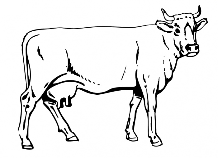 Vaca #9743