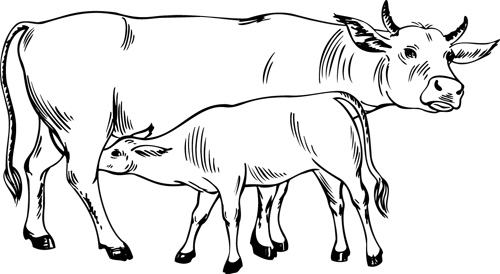 Vaca #9750