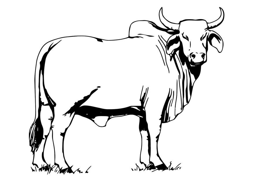 Vaca #9756