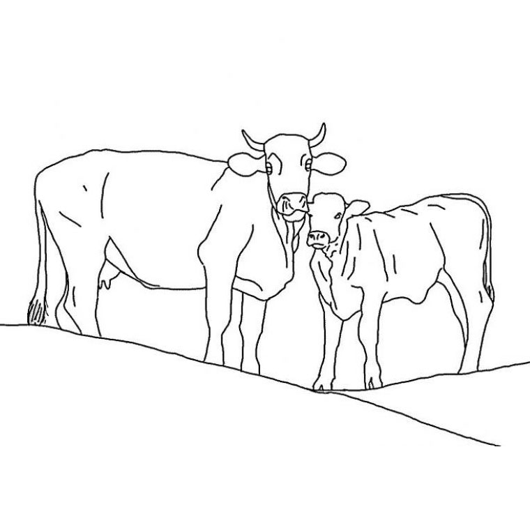 Vaca #9804