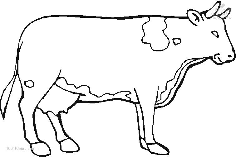 Vaca #9812
