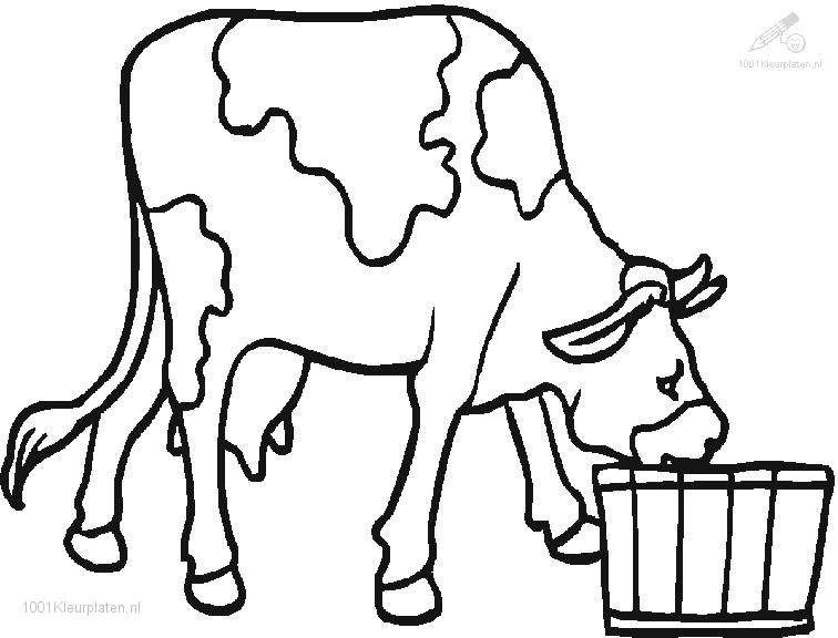 Vaca #9834