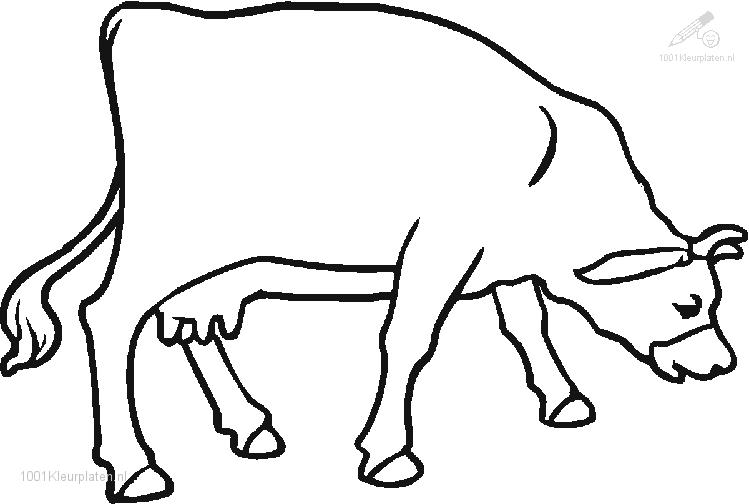 Vaca #9843